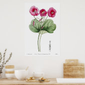  botanische illustratie poster (Keuken)