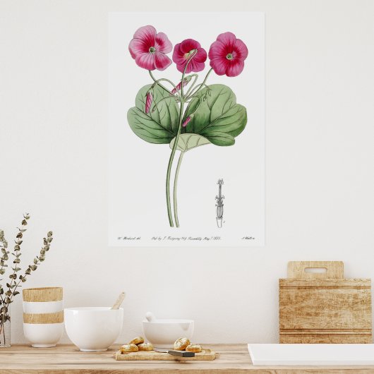 botanische illustratie poster (Keuken)