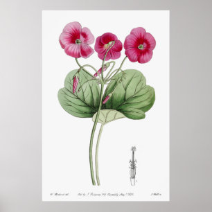  botanische illustratie poster