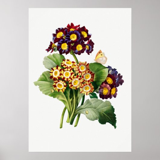 botanische illustratie poster (Voorkant)