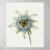  botanische illustratie poster (Voorkant)