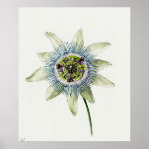  botanische illustratie poster