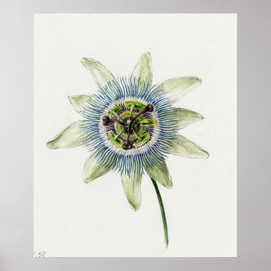  botanische illustratie poster (Voorkant)