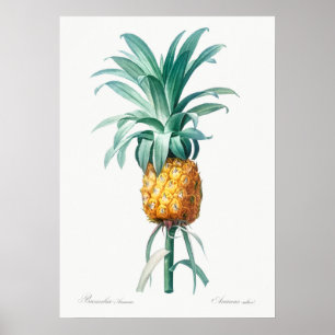 botanische illustratie poster