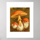  botanische illustratie poster (Voorkant)