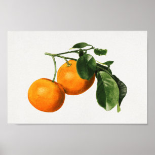  botanische illustratie poster