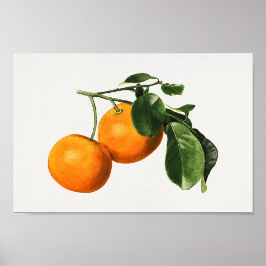  botanische illustratie poster (Voorkant)