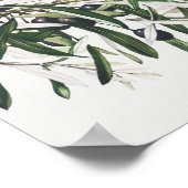 botanische illustratie poster (Hoek)