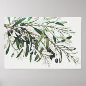  botanische illustratie poster (Voorkant)