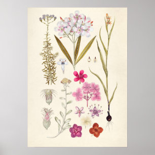  botanische illustratie poster