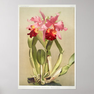  botanische illustratie poster