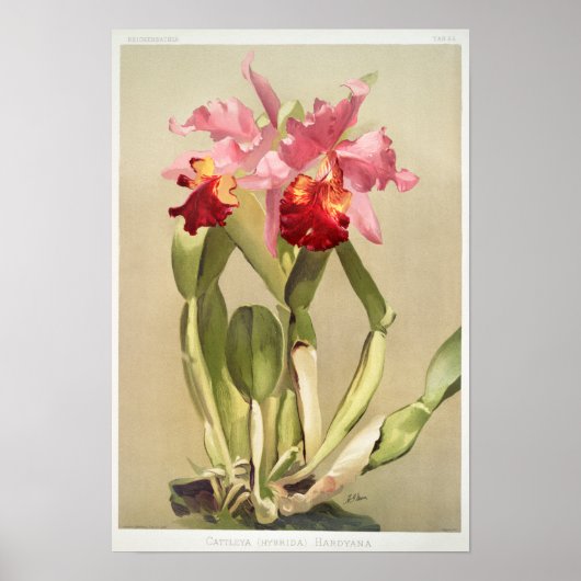  botanische illustratie poster (Voorkant)