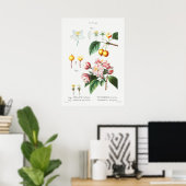 botanische illustratie poster (Thuiskantoor)