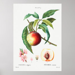  botanische illustratie poster