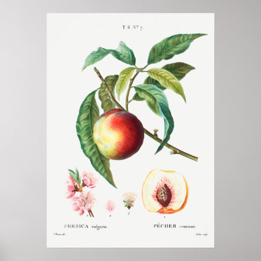  botanische illustratie poster (Voorkant)