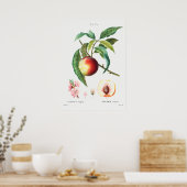  botanische illustratie poster (Keuken)