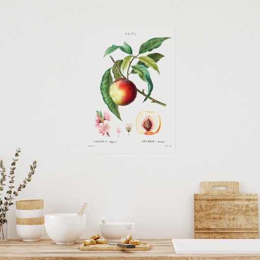  botanische illustratie poster (Keuken)