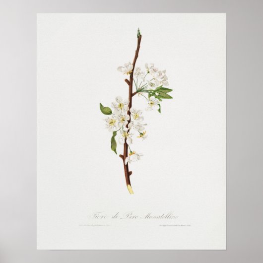 botanische illustratie poster (Voorkant)