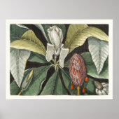  botanische illustratie poster (Voorkant)
