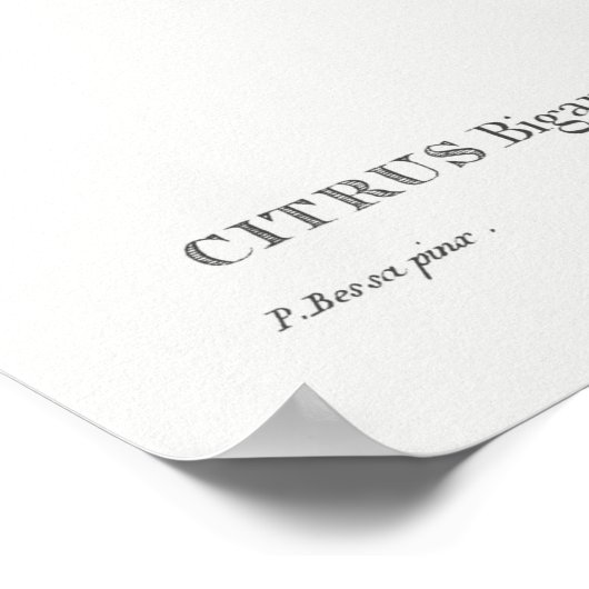 botanische illustratie poster (Hoek)