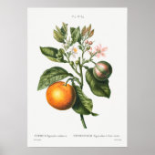 botanische illustratie poster (Voorkant)