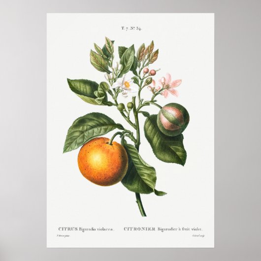  botanische illustratie poster (Voorkant)