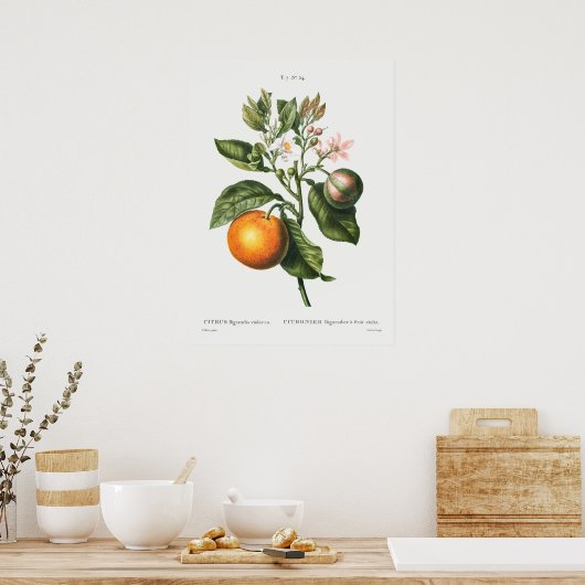 botanische illustratie poster (Keuken)