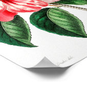 botanische illustratie poster (Hoek)