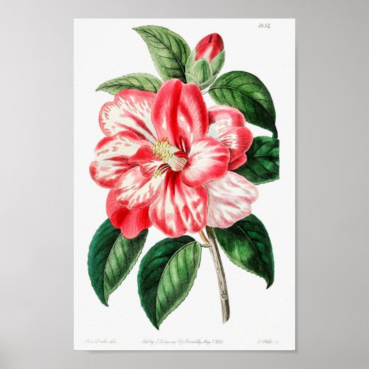 botanische illustratie poster (Voorkant)