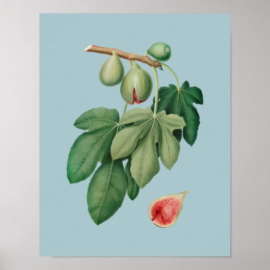 Botanische illustratie poster (Voorkant)