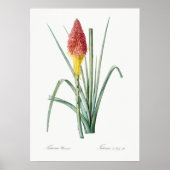  botanische illustratie poster (Voorkant)