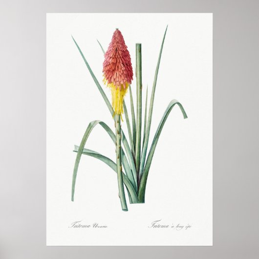 botanische illustratie poster (Voorkant)