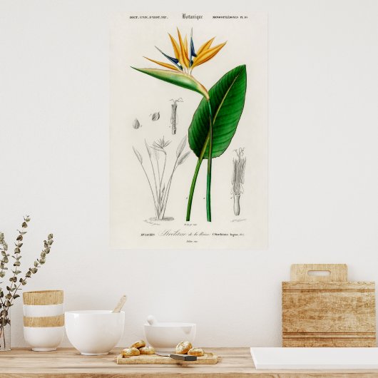 botanische illustratie poster (Keuken)