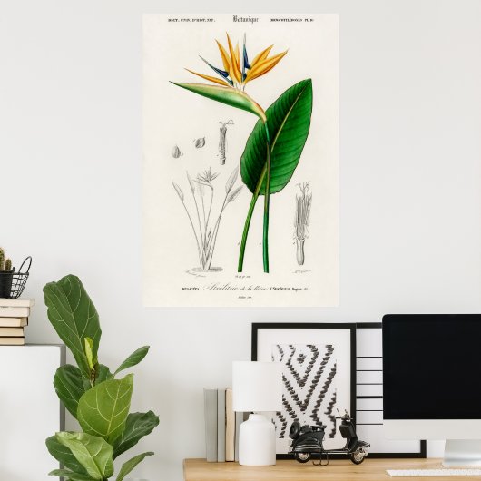  botanische illustratie poster (Thuiskantoor)
