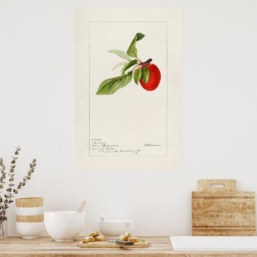  botanische illustratie poster (Keuken)