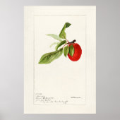  botanische illustratie poster (Voorkant)