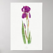  botanische illustratie poster (Voorkant)
