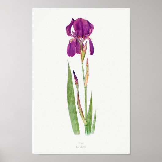 botanische illustratie poster (Voorkant)