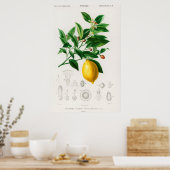 botanische illustratie poster (Keuken)