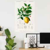 botanische illustratie poster (Thuiskantoor)