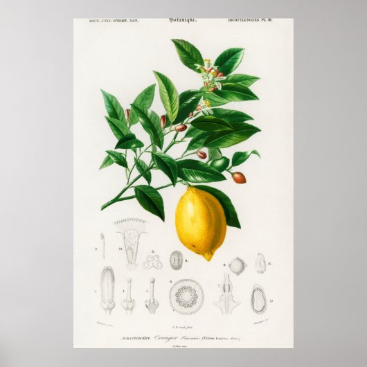 botanische illustratie poster (Voorkant)