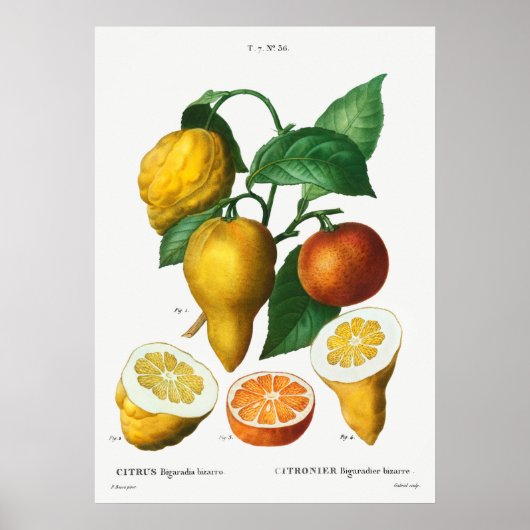  botanische illustratie poster (Voorkant)