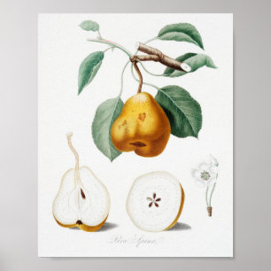  botanische illustratie poster