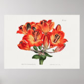  botanische illustratie poster (Voorkant)