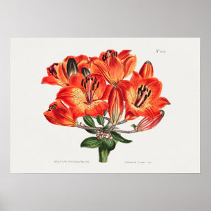  botanische illustratie poster