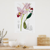 botanische illustratie poster (Keuken)