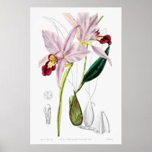  botanische illustratie poster