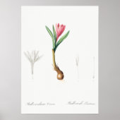  botanische illustratie poster (Voorkant)