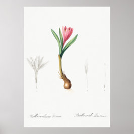 botanische illustratie poster