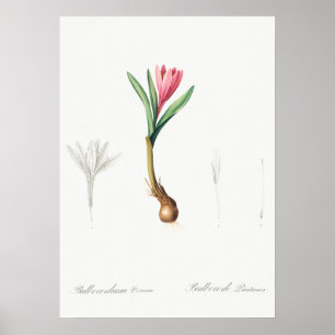  botanische illustratie poster